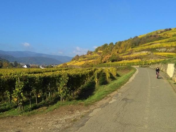 Cycling in the vineyards