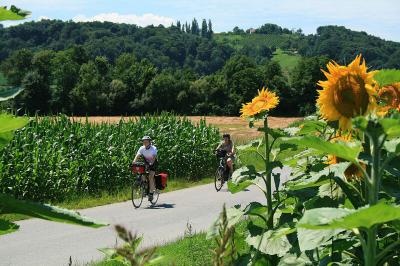 Cyclists between sunflowers