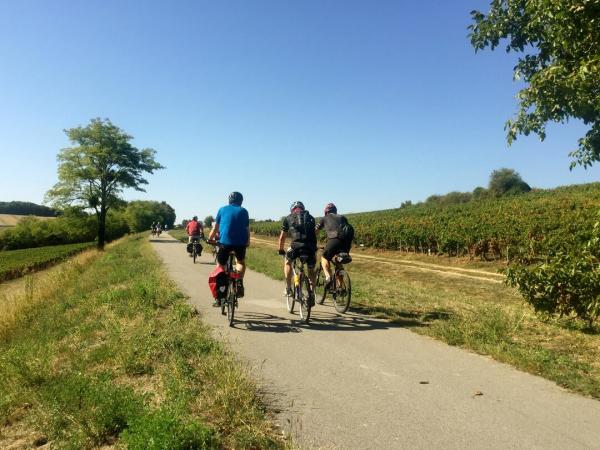 Radfahrergruppe in den Weinbergen Suedburgunds