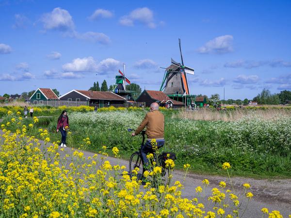 Cycling along flower fields with windmills