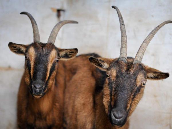 Istria goats