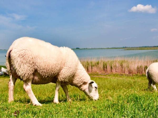Friesland sheep