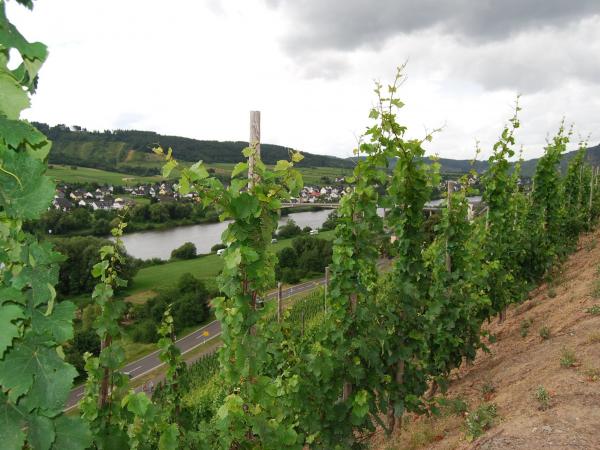Vinyards next to the moselle