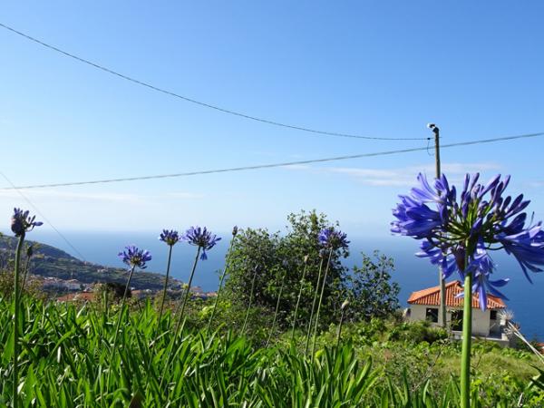 flowers along the coast on Madeira