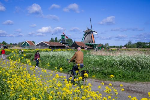 Cycling along flower fields with windmills