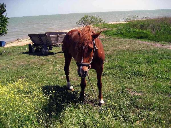 horse in the Danube delta