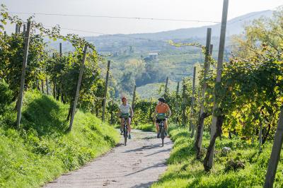 Cyclists in the vineyards