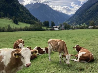 Cows at Fuschertal