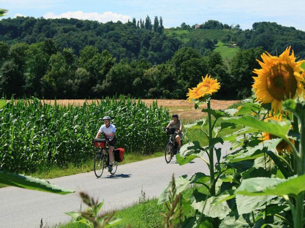 Cyclists between sunflowers