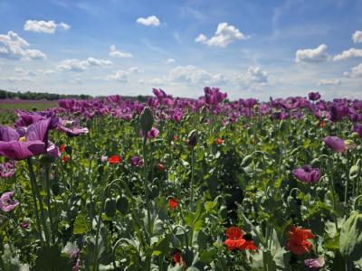 Beautiful flower field