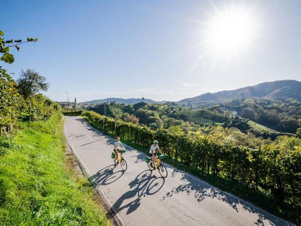 Cyclists in the vineyards