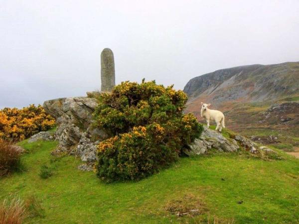 Lamb in the irish landscapes
