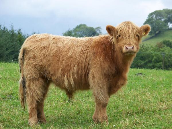 Highland Cow