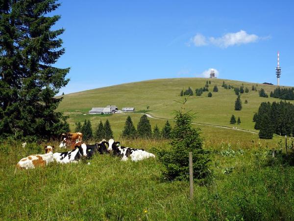 Cows in Black Forest nature