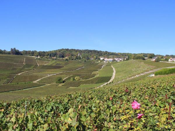 Hautvillers- vineyards