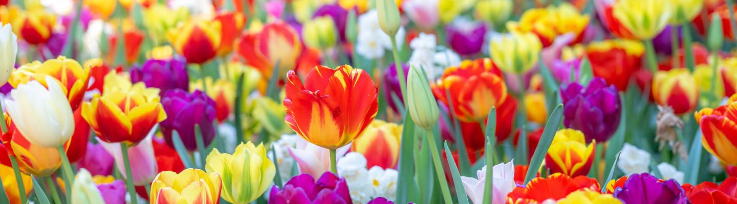 Tulip field in Keukenhof | © Carina Ebchl