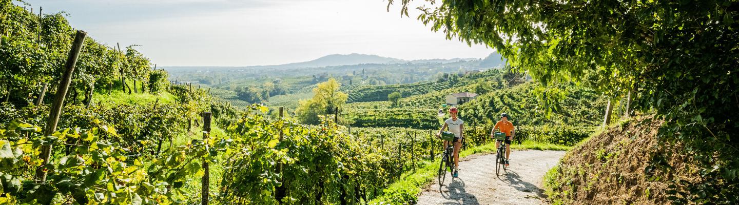 Cycling through the vineyards