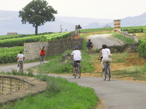 cyclists in the vineyards
