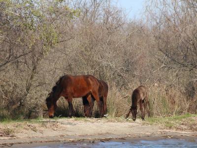 wild horses in the delta