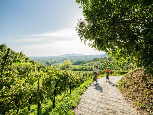 Cyclists in the vineyards