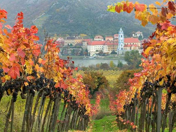 vineyards in the Wachau Valley - opposite of Drnstein