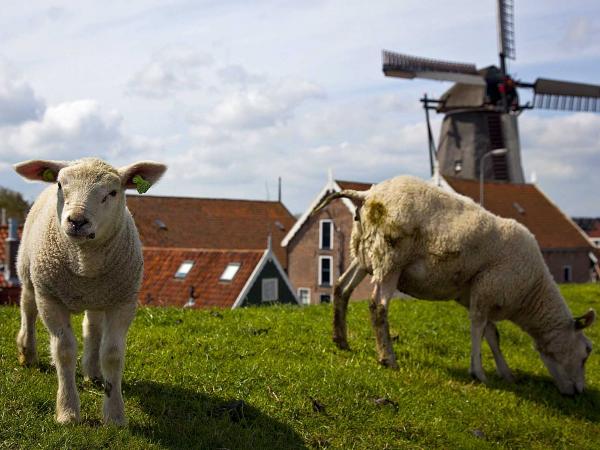 sheep island Texel