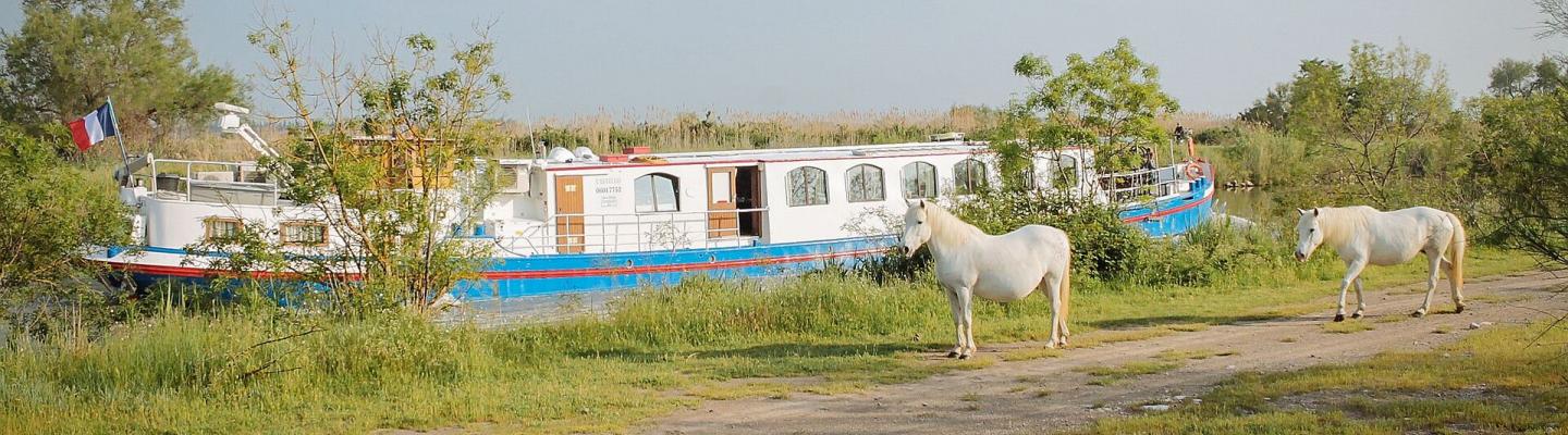 Docked boat - white Camargue horses