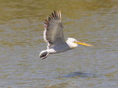 Pelican flying over the water
