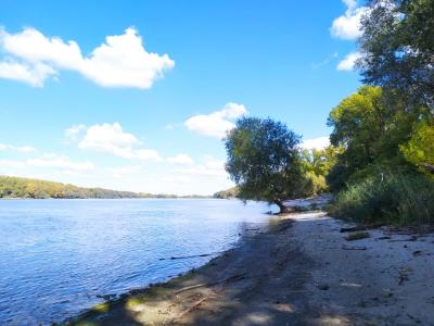 Beautiful riverside tree