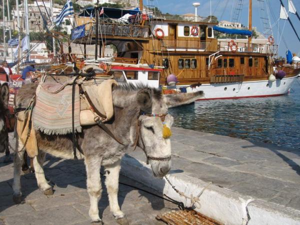 Esel im Hafen