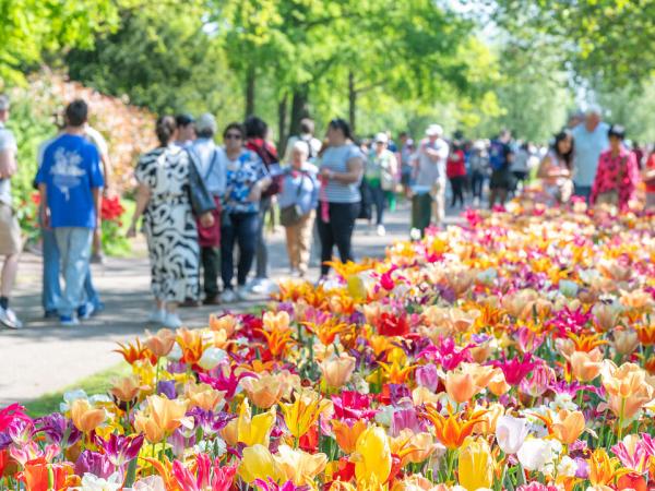 Guests in Keukenhof with colorful flowers