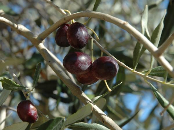 Frische Oliven - fresh olives