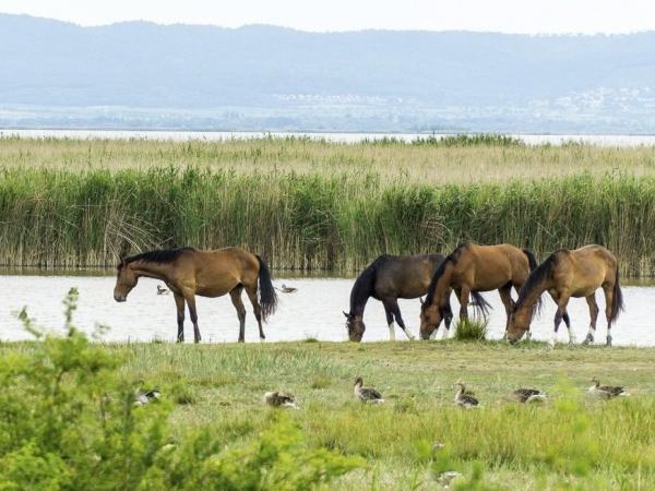 Horses near the water