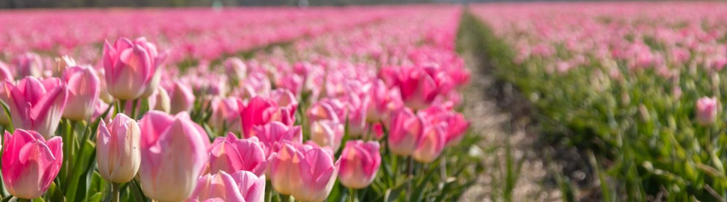 Tulip field with pink tulips | © BBT