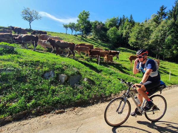 Cyclists with cows in Styria