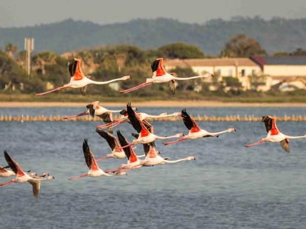 pink flamingos at the Salines near Hyeres