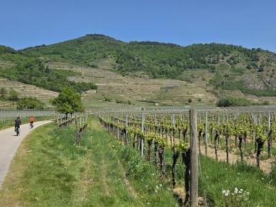 Cyclists in the sunny Wachau Valley cycling along vineyards