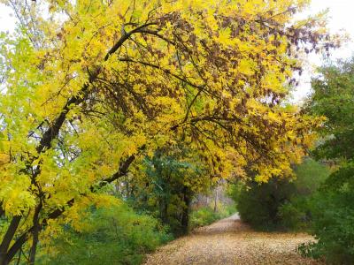 Autumn vibes on the cyle path