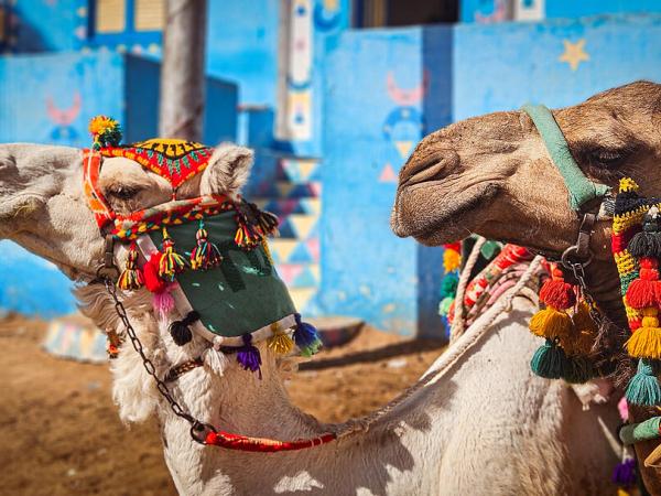 Camels in Nubian Village