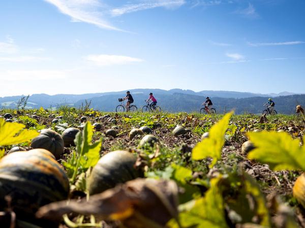 Pumpkin fields in Styria