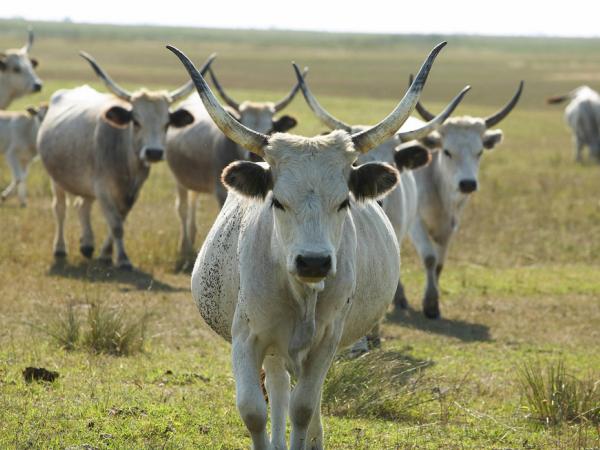 grey cattles in the steppe
