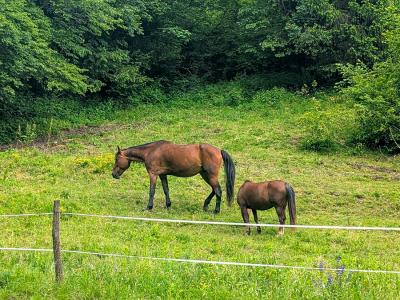 Horses on the way