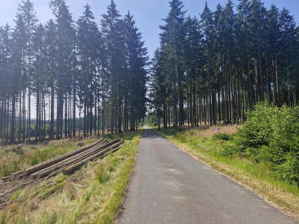 Cycle path through a light forest
