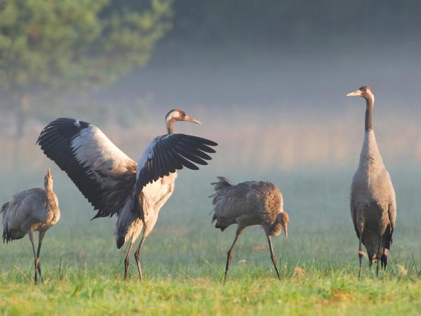 Cranes in M�ritz National Park
