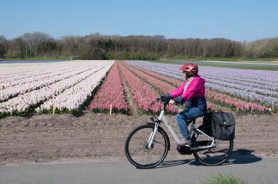 Cyclist in front of a flower field