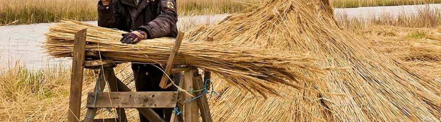 Reed harvester | © Karen Hosking