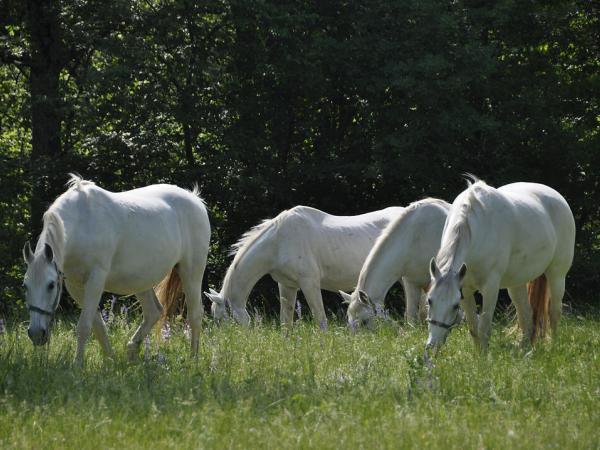 Lipica horses