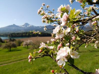 Spring in Carinthia