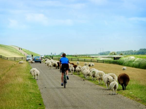 cycling on a road with sheep