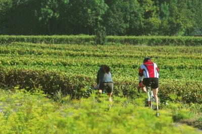 cyclists in the vineyards